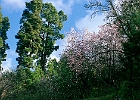 Mandelblüte auf La Palma : Kiefern